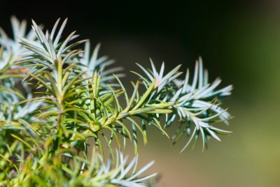 Cryptomeria japonica 'Ellegans compacta' - kryptomerie japonská - jehlice